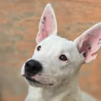 Photo of Goose
