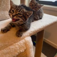 Photo of Kiwi