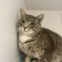 Photo of Tuna