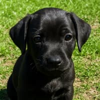 Photo of Bonnie   8 Week Old Dachshund X Pug