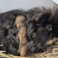 Photo of Pea (Bonded With Piggy)