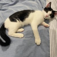 Photo of Rascal 