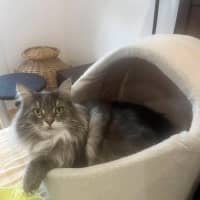 Photo of Teddy & Honk Honk   In Foster Care In Coburg