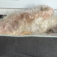 Photo of Gingy Newhaven