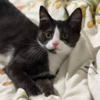 Photo of Tod