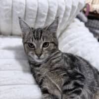 Photo of Chipp