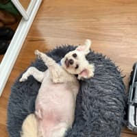 Photo of Matey   10 Year Old Moodle