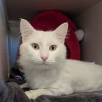 Photo of Ratatouille