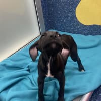 Photo of Echo