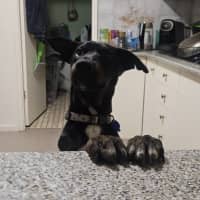 Photo of Timmy   4 Month Old Kelpie X