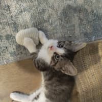 Photo of Cadbury