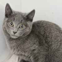 Photo of Blue