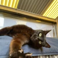 Photo of Binx