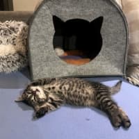 Photo of Lynx 