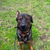Photo of Ace