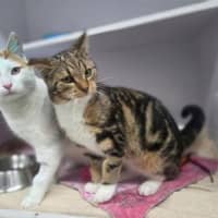 Photo of Mew
