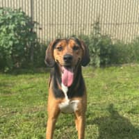Photo of Boxer