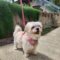 Photo of Cindy   12 Year Old Maltese X Shih Tzu