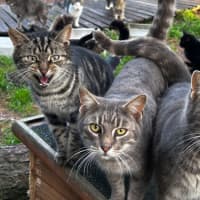 Photo of The Twins Chaffy