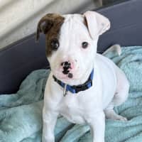 Photo of Scout