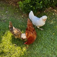 Photo of Renata, Patrizia And Enza