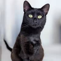 Photo of Poe