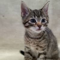 Photo of Burrito