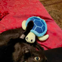 Photo of Otis