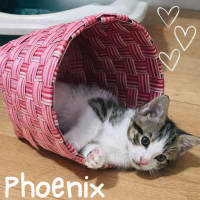 Photo of 🐾 Phoenix 🐾