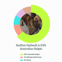 Photo of Swiftee Haliwell