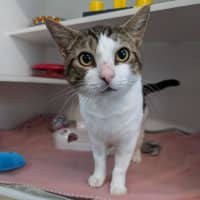 Photo of Pirate