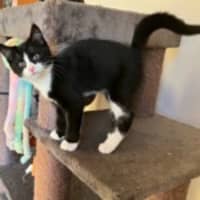 Photo of Rufus