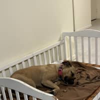 Photo of Bailina Pawsley (Bailey)