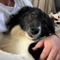 Photo of Moose   2 Year Old Border Collie