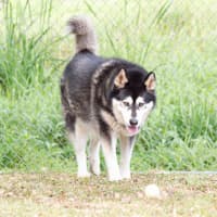 Photo of Cardie