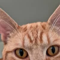 Photo of Sir Tigga (9029)