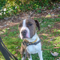 Photo of Ryker