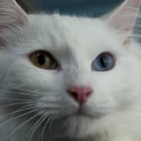 Photo of Jovi