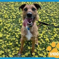 Photo of Goose 