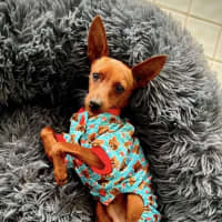 Photo of Nacho