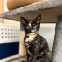 Photo of Millie   Located In Casterton