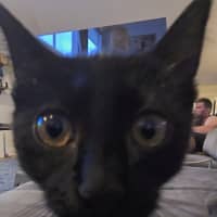 Photo of Morgana 