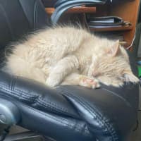 Photo of Hermes   In Foster In Preston