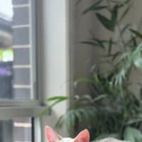 Photo of Bluey