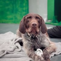 Photo of Forrest