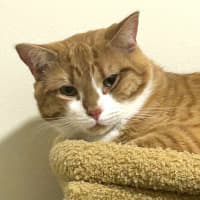 Photo of Ginger Meggs