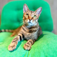 Photo of Treat   Located In Brunswick East