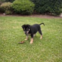 Photo of Dragonfruit 