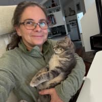 Photo of Asher   6 Month Old Domestic Short Hair