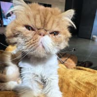 Photo of 😽Linus😽